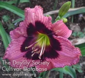 Daylily Margaret Gibson